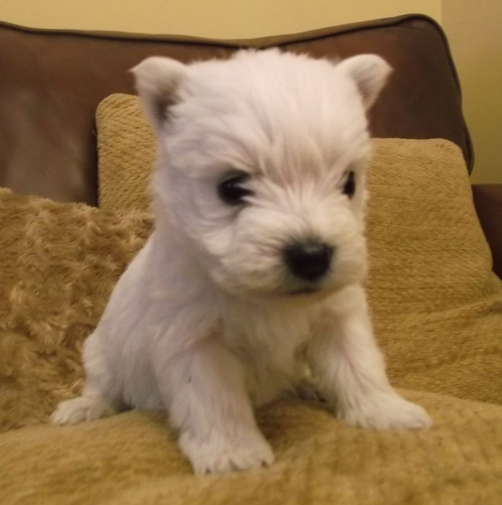 Adorable puppy picture of Westie dog.PNG
