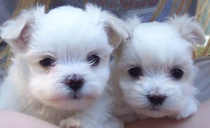 Cute puppies pictures of west terrier dogs.PNG
