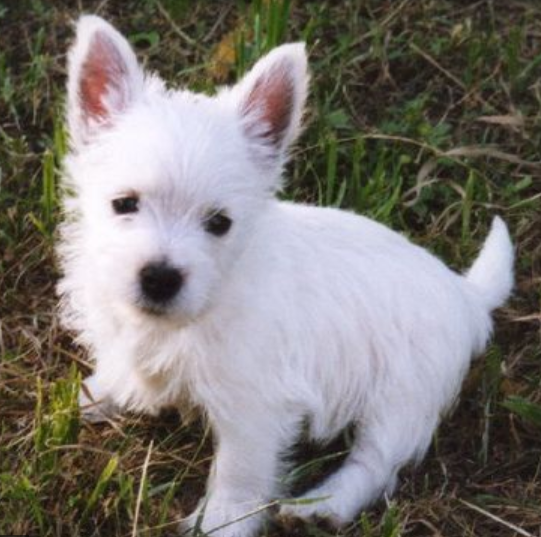 UK dog picture of beautiful white West highland white terrier puppy.PNG
