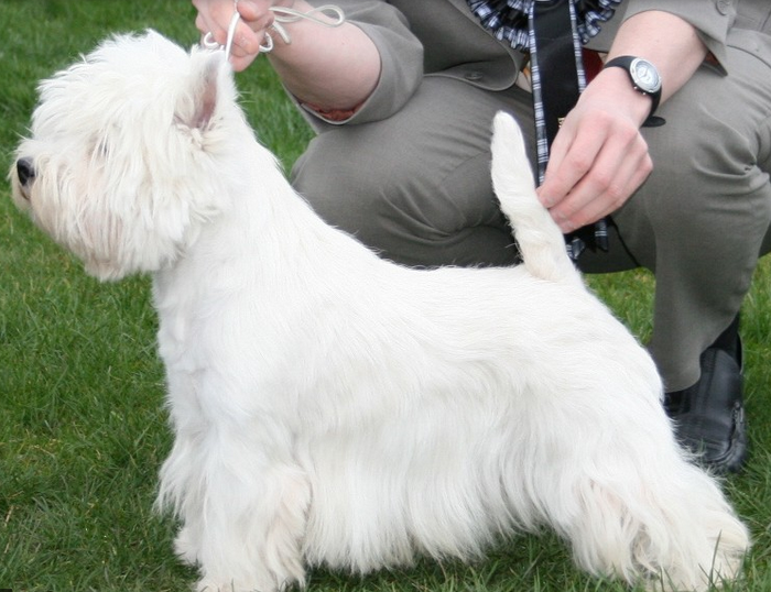 West highland white terrier dog on dog show.PNG
