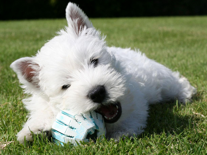West highland terrier pup bitting on its dog toy.PNG
