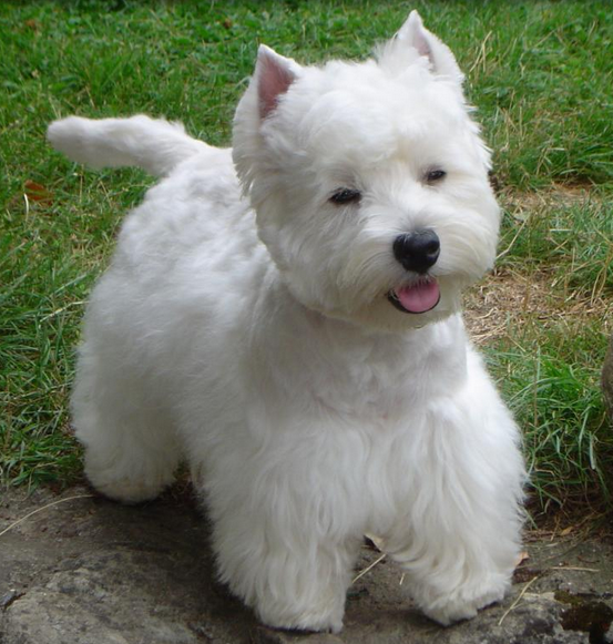 White small size dogs photos of Westie dog.PNG
