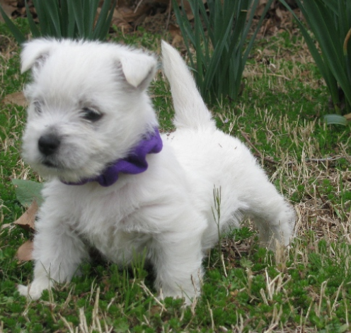 Cute puppy picture of west terrier in white.PNG
