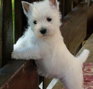 Beautiful white small puppy photo of westie dog
