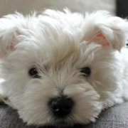 Cute white puppy face picture of small westie dog
