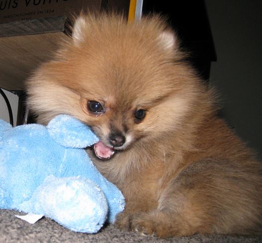 Cute Teacup pomeranian puppy playing with its dog toy.JPG
