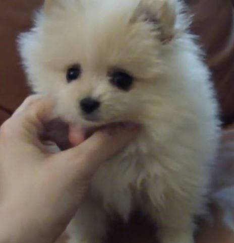 Cutest puppy picture of teacup pomeranian dog.JPG
