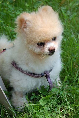 Playfull dogs picture of Teacup pomeranian puppy.JPG
