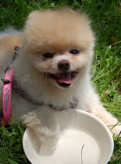 Small adorable dogs photos of teacup pomeranian puppy.JPG
