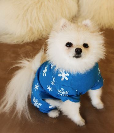 Small dogs picture of Pomeranian pup.JPG
