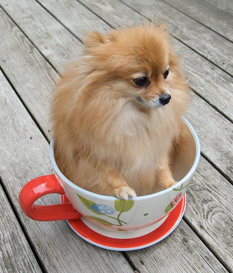 Teacup pomeranian dog sitting inside a tea cup.JPG
