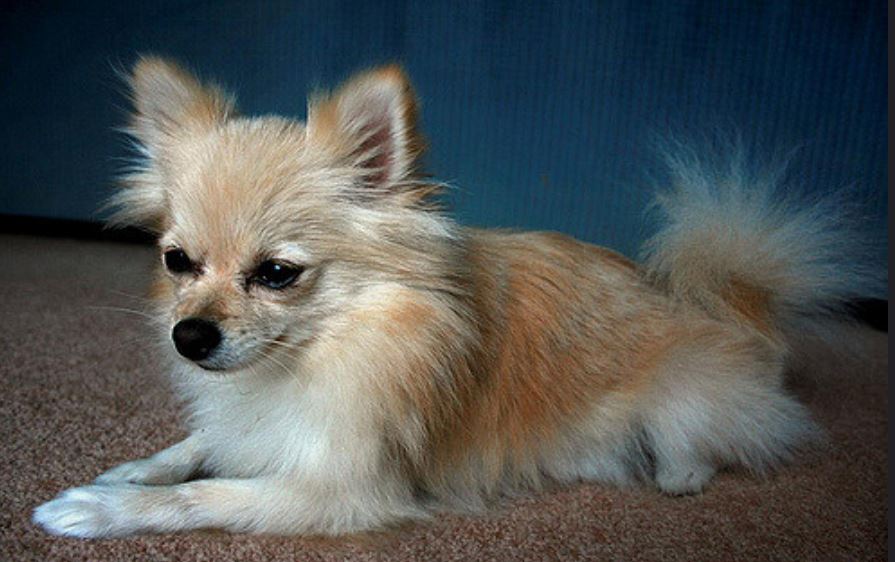 Teacup Pomeranian in tan and white fur.JPG
