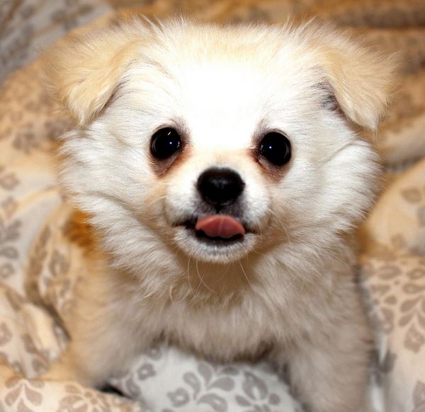Teacup pomeranian pup looking straight at the camera.JPG
