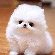 Cotton ball puppy in pure white looking so cute with large black eyes and a little nose.JPG
