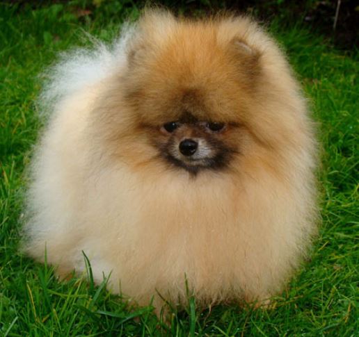 Miniature Pomeranian puppy with long puffy fur

