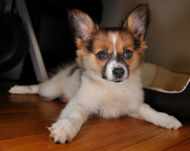 Long eared dogs picture of young papillon puppy.JPG
