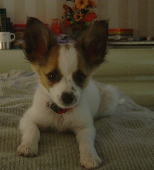 Papillon puppy with long large ears.JPG
