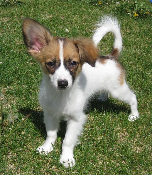 Three toned puppy picture of papillon dog playing in the sun.JPG
