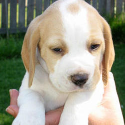 beagle young pup in tan and white.jpg
