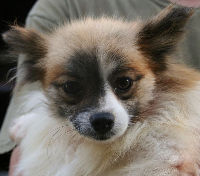 Papillon puppy face with cute patterns.JPG

