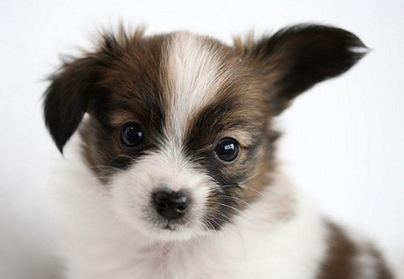 Papillon puppy post picture.JPG
