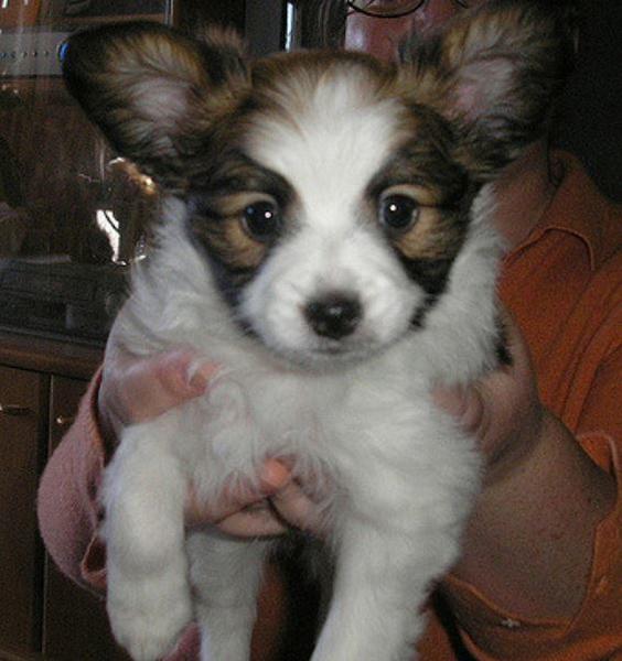Small sixed dog picture papillon pup in white with brown patterns.JPG
