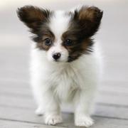 Small dogs picture of papilion puppy with big ears.JPG
