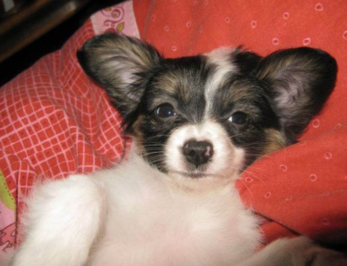 Cute and funny papillon puppy chilling out on its dog bed.JPG
