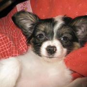 Cute and funny papillon puppy chilling out on its dog bed.JPG
