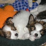 Papillon breeds picture of two super cute young papillon pups.JPG
