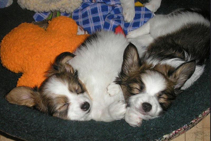 Papillon breeds picture of two super cute young papillon pups.JPG
