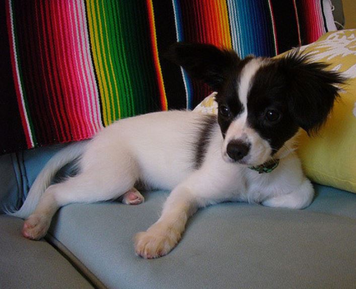 Beautiful small dogs picture of Papillon pup in white and black.JPG
