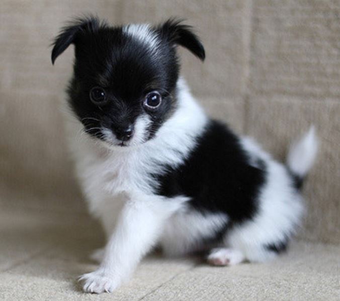 Black and white papillon pup with long ears and fur.JPG
