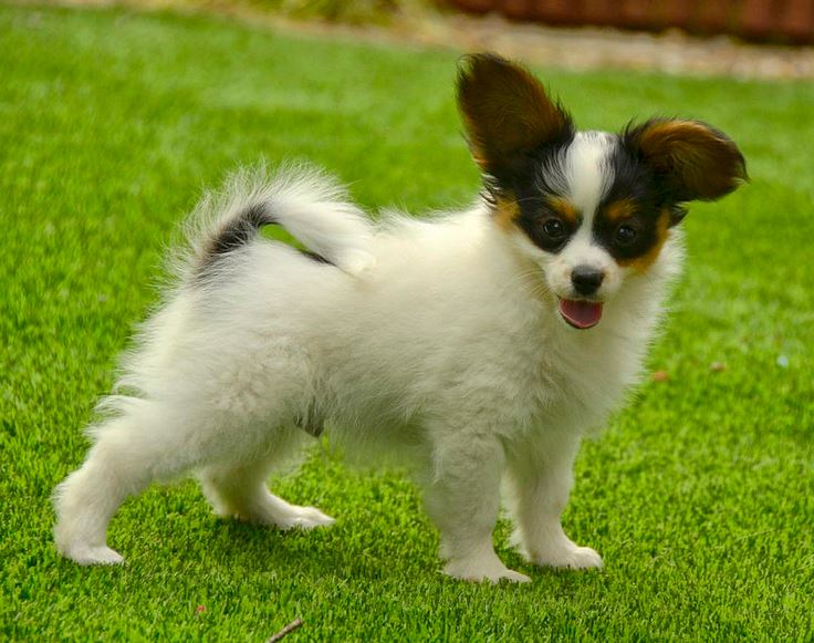 Small dogs pciture of papillon puppy standing on the grass ready to play.JPG
