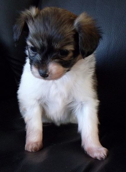 Young papillon pup in white fur and brownish black fur on the head.JPG
