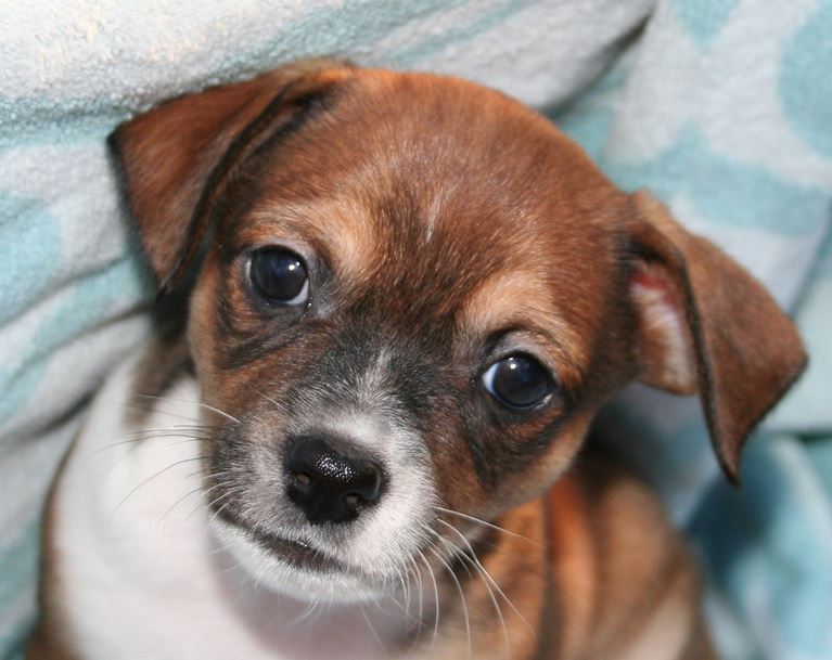 Close up picture of small cute puppy rat terrier looking straight to the camera.JPG

