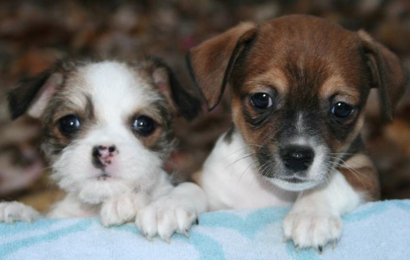 Cute small puppies pictures.JPG

