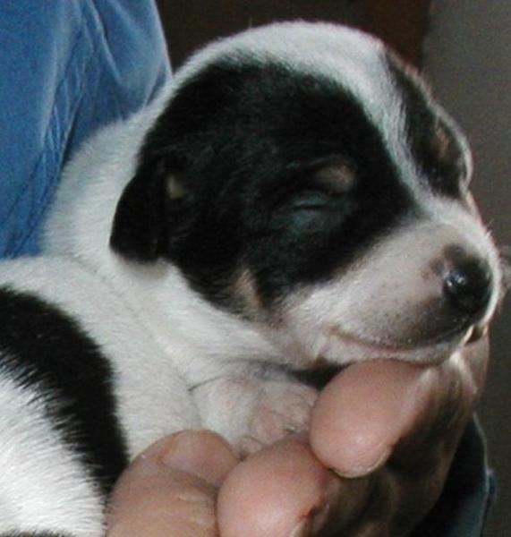 Newborn puppy rat terrier images.JPG
