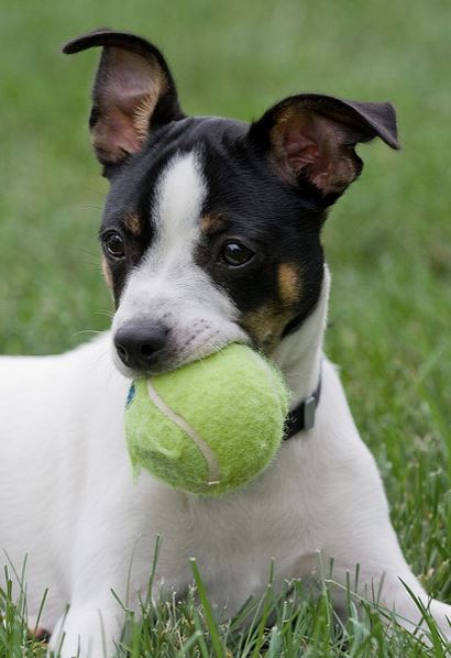 Playful puppy picture of Rat terrier playing with its tennis ball.JPG
