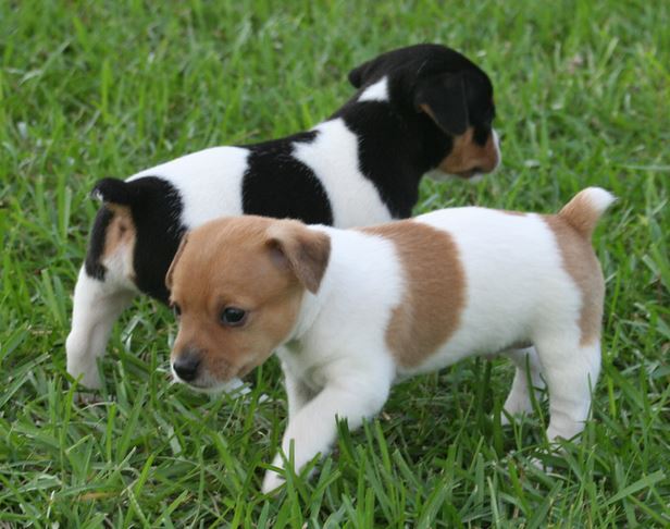 Two puppies rat terrier pictures.JPG
