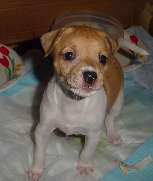 White and tan rat terrier puppy.JPG
