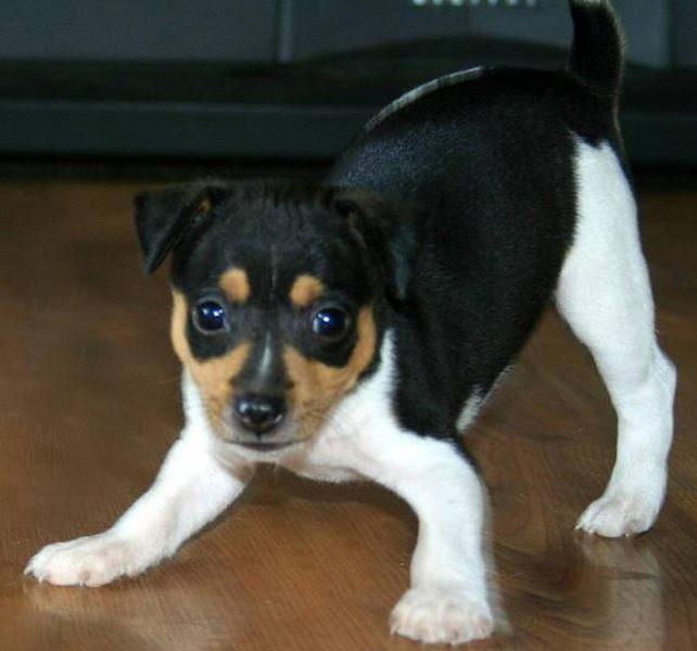 Playful Mixted Rat Terrier puppy
