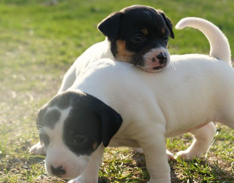 Unique Mixed puppies
