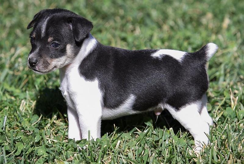 Adprable rat terrier puppy playing on the grass
