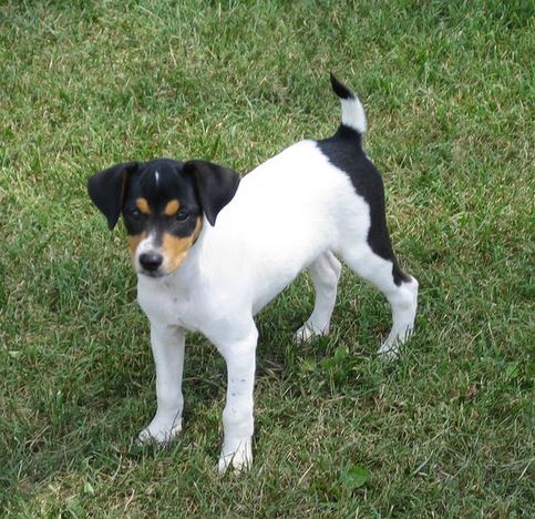 Jack Russell and Rat Terrier mixed dog
