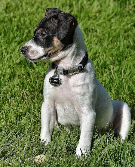 Jack Russell and Rat Terrier mixed puppy photo
