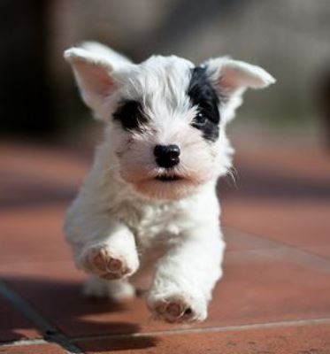 Adorable puppy picture of Sealyham Terrier Pup
