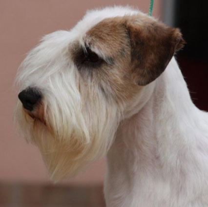Close up picture of Sealyham Terrier Puppy
