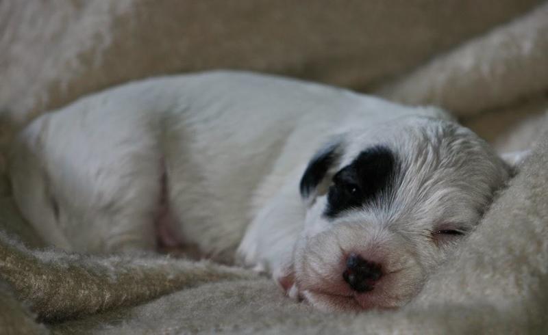 Sealyham Terrier Newborn Puppy
