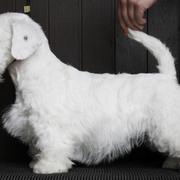Sealyham Terrier Puppy picture
